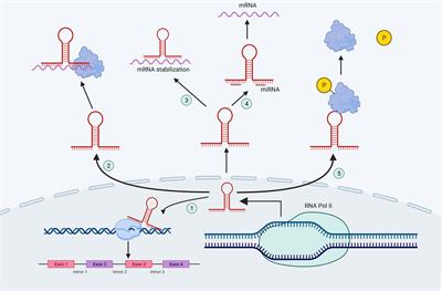 Mechanisms of long non-coding RNAs in biological phenotypes and ferroptosis of glioma